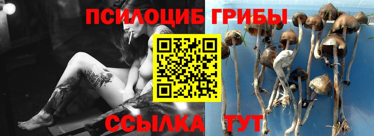 Галлюциногенные грибы Cubensis  Вход с VPN  Галлюциногенные грибы прущие грибы  Ухта 